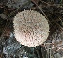 Boletellus ananas image