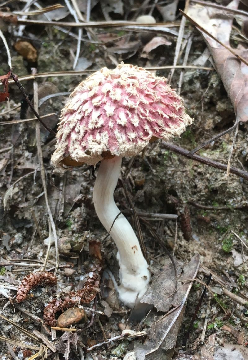 Boletellus ananas image