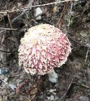 Boletellus ananas image