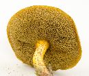 Suillus hirtellus image