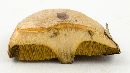 Suillus cothurnatus image