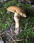 Suillus cothurnatus image