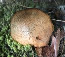 Suillus cothurnatus image