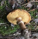 Suillus cothurnatus image