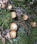 Suillus cothurnatus image