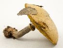 Suillus cothurnatus image