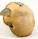 Suillus cothurnatus image