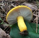 Russula flavida image