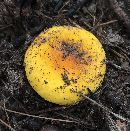 Russula flavida image