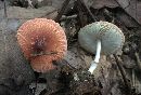 Leucoagaricus rubrotinctus image