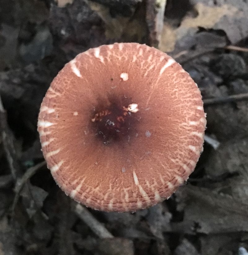 Leucoagaricus rubrotinctus image