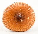 Leucoagaricus rubrotinctus image
