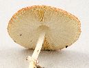 Leucoagaricus rubrotinctus image