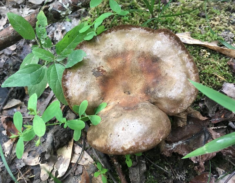 Boletinellus merulioides image