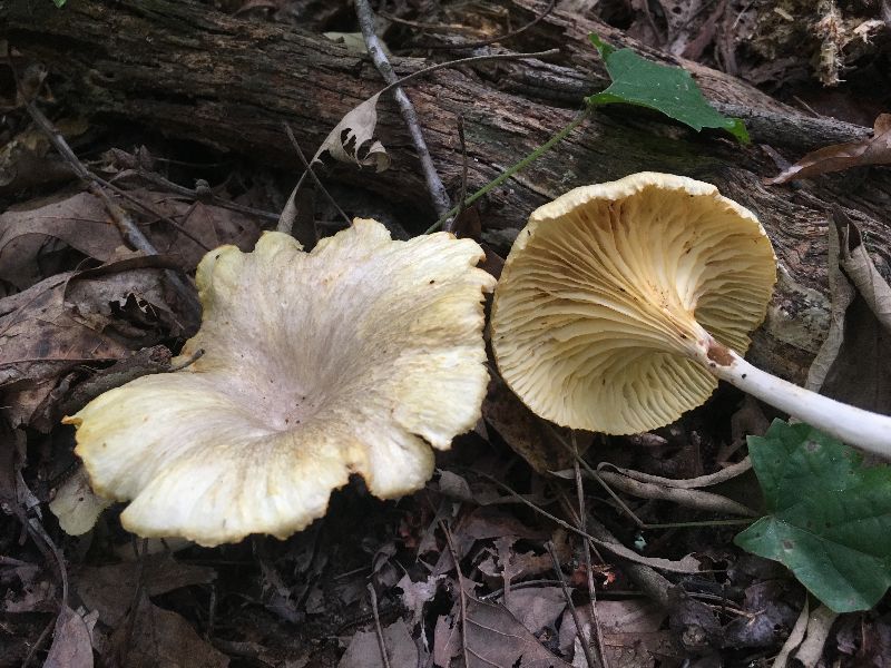 Hygrophoraceae image