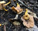 Cantharellus ignicolor image