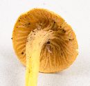 Cantharellus ignicolor image