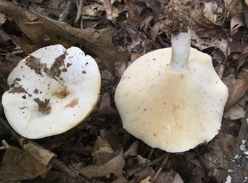 Lactarius piperatus image