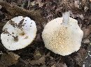 Lactarius piperatus image