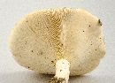 Lactarius piperatus image