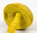 Retiboletus ornatipes image