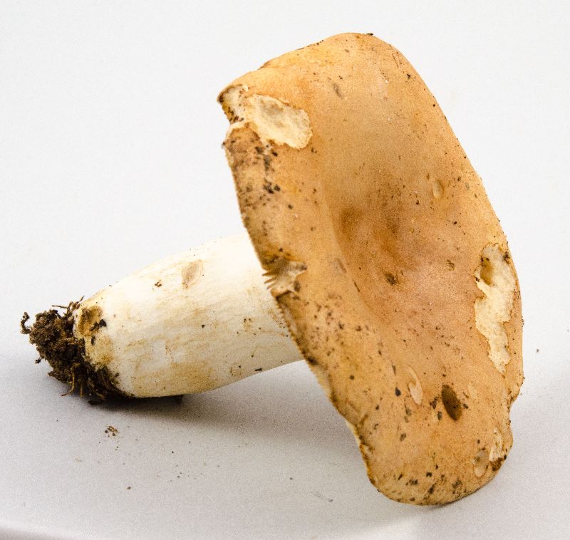 Russula compacta image