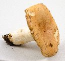 Russula compacta image