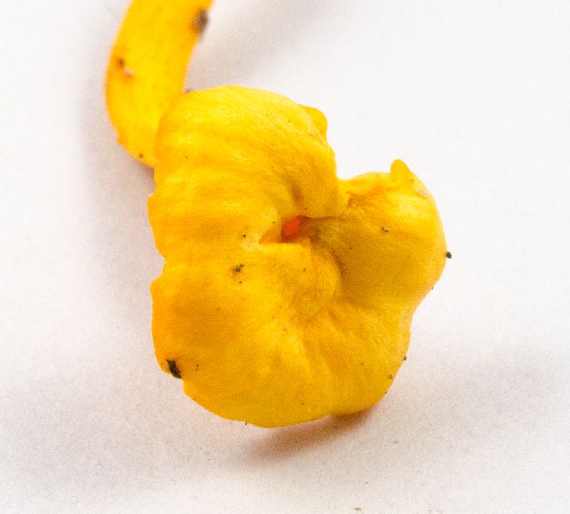 Cantharellus minor image