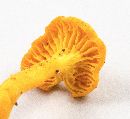 Cantharellus minor image