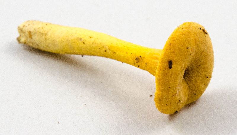 Cantharellus ignicolor image