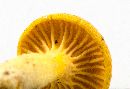 Cantharellus ignicolor image