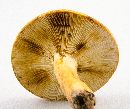 Lactarius volemus image