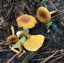 Cantharellus appalachiensis image