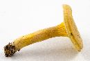 Cantharellus appalachiensis image