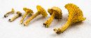 Cantharellus appalachiensis image