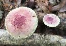 Pholiota polychroa image