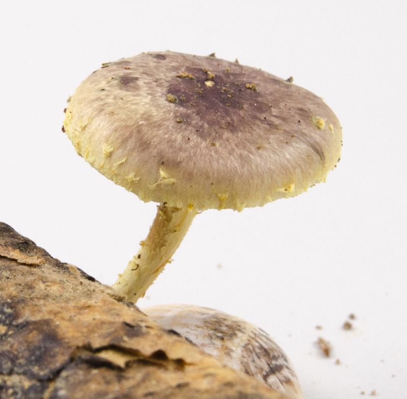 Pholiota polychroa image