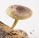 Pholiota polychroa image