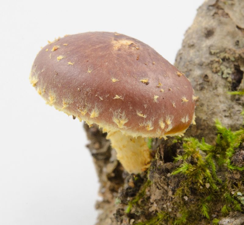 Pholiota polychroa image