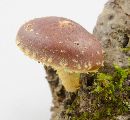 Pholiota polychroa image