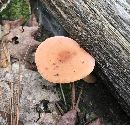 Lactarius volemus image