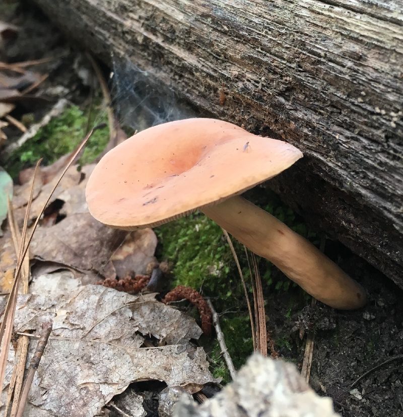 Lactarius volemus image