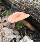 Lactarius volemus image