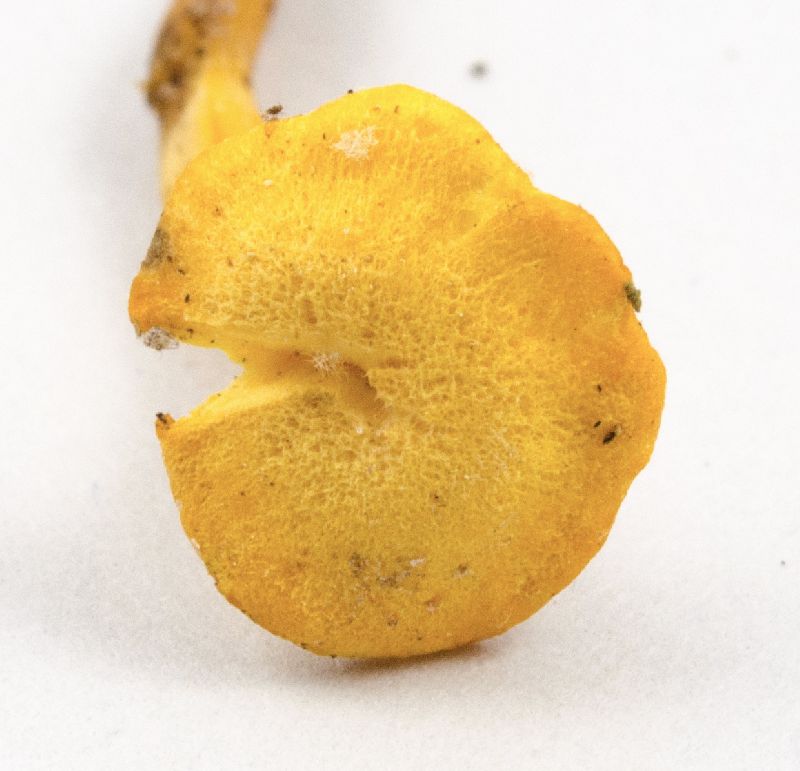 Cantharellus minor image