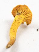 Cantharellus minor image