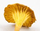 Cantharellus appalachiensis image