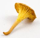 Cantharellus appalachiensis image