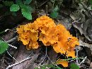 Cantharellus odoratus image