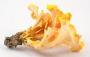 Cantharellus odoratus image