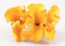 Cantharellus odoratus image